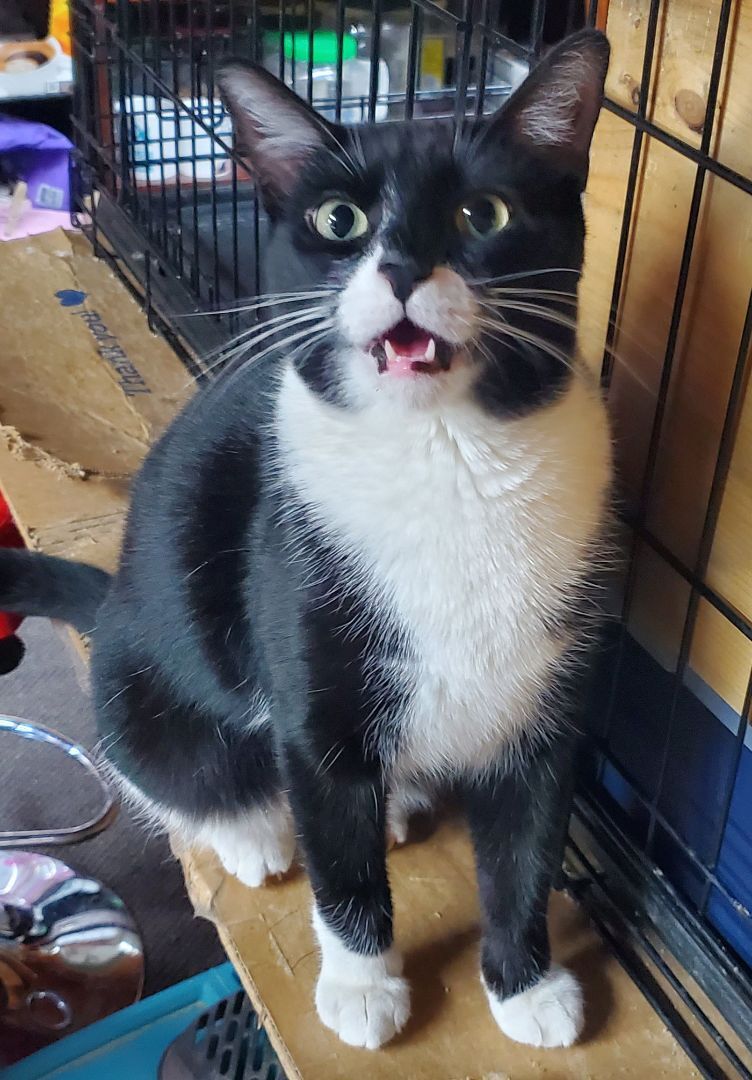 Nose Black, a Adoptable American Shorthair in HENDERSON, TX image 3/7