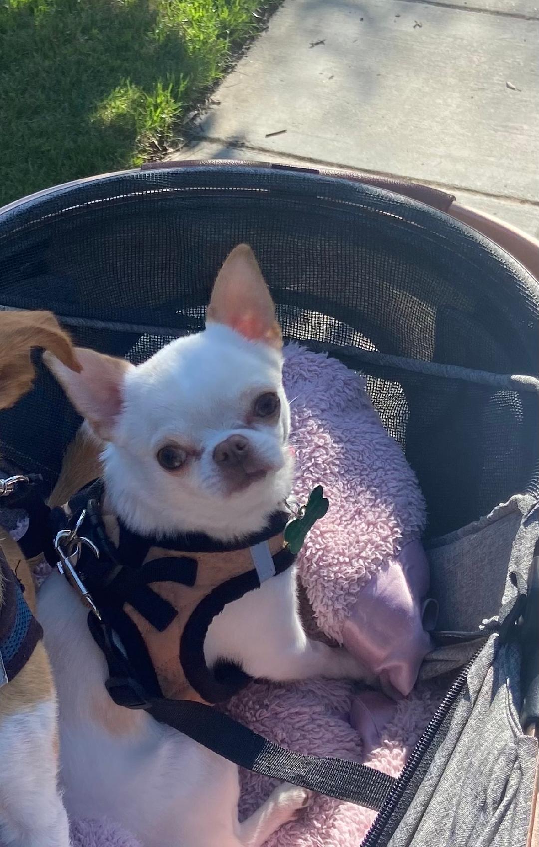 Tortilla, adopted, Adult Male Chihuahua.