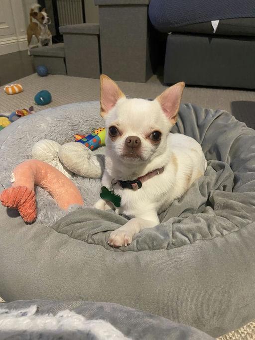 Enlarge Tortilla, an adopted Chihuahua in Los Angeles, CA image 5/5