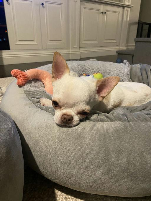 Enlarge Tortilla, an adopted Chihuahua in Los Angeles, CA image 2/5