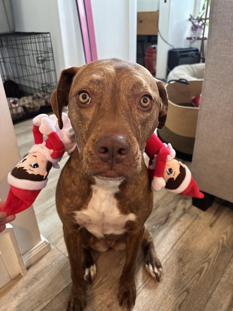 Emby, a Adoptable mixed breed in Denver, CO image 1/6