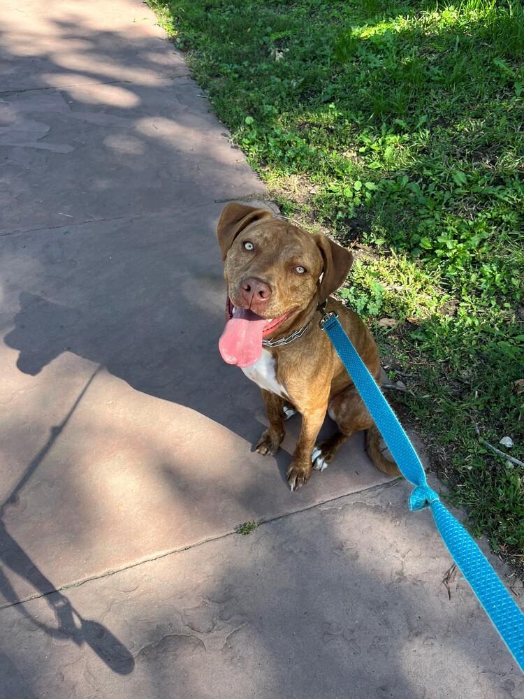 Enlarge Ember, a Adoptable mixed breed in Denver, CO image 1/6