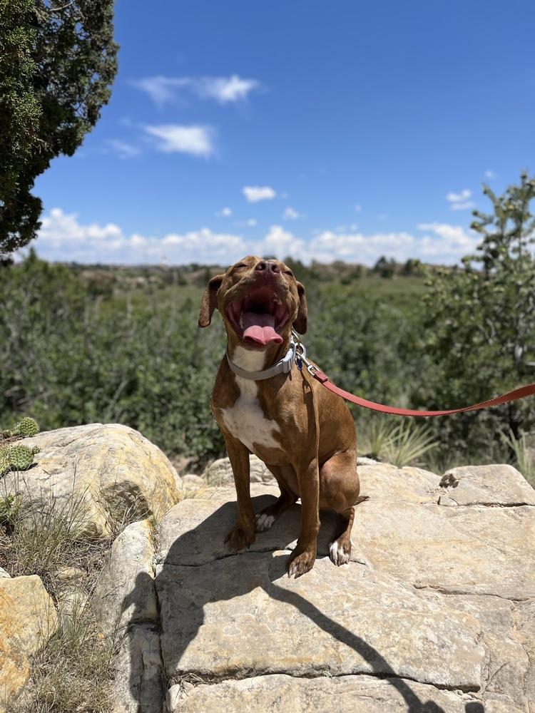 Emby, Adoptable, Young Female Hound & Vizsla.