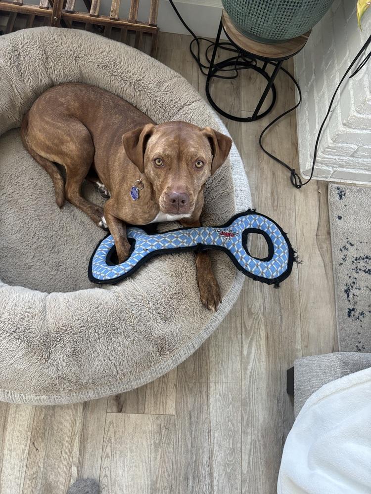 Enlarge Ember, a Adoptable mixed breed in Denver, CO image 2/6