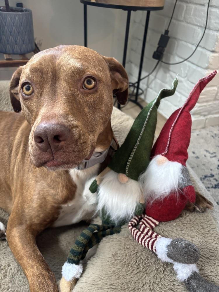 Emby, a Adoptable mixed breed in Denver, CO image 2/6