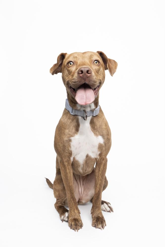 Emby, a Adoptable mixed breed in Denver, CO image 2/6