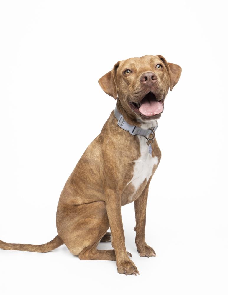 Emby, a Adoptable mixed breed in Denver, CO image 3/6