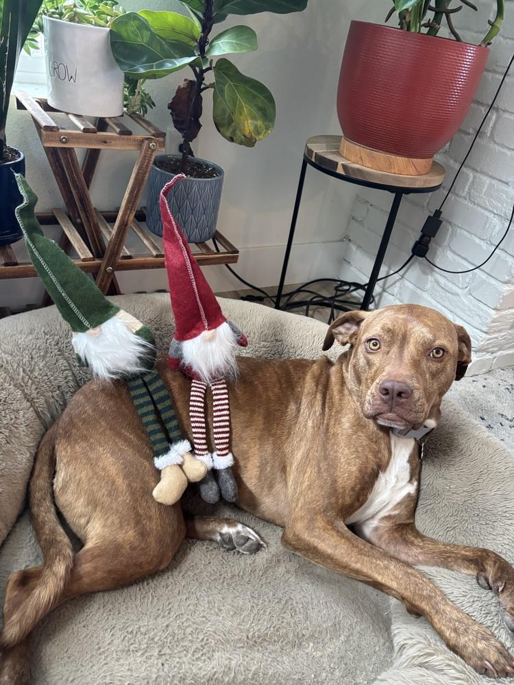 Emby, a Adoptable mixed breed in Denver, CO image 3/6