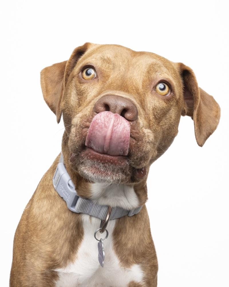 Emby, a Adoptable mixed breed in Denver, CO image 4/6