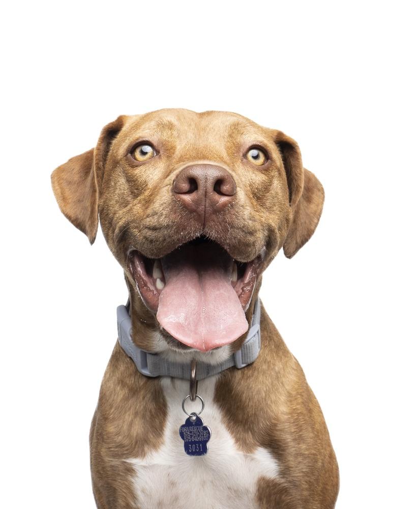 Emby, a Adoptable mixed breed in Denver, CO image 5/6