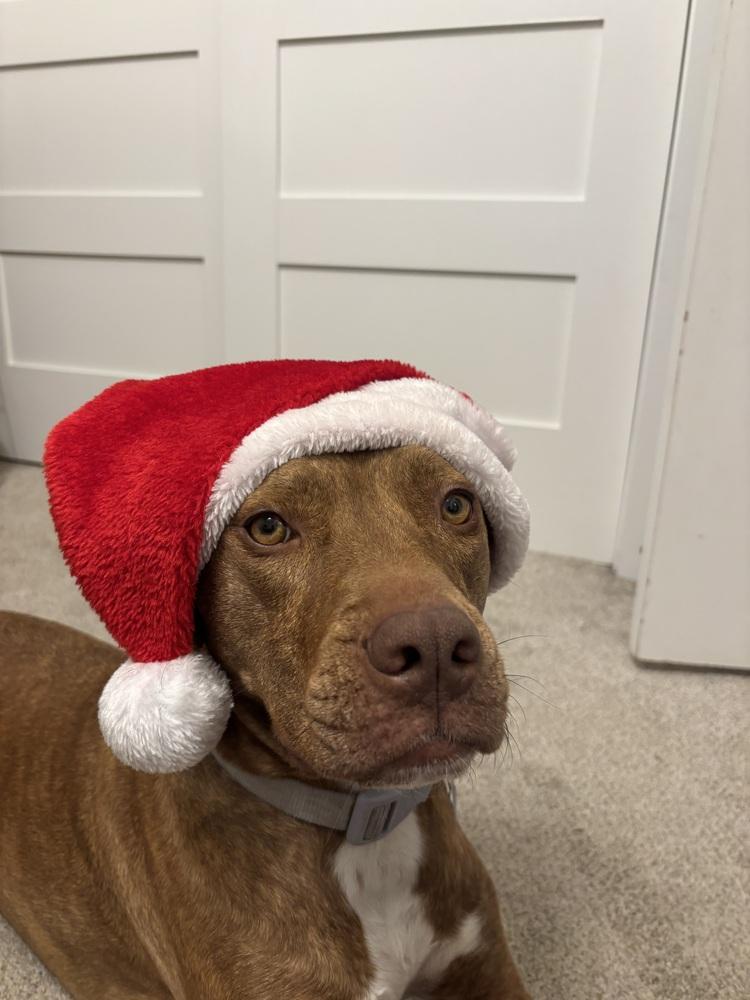 Emby, a Adoptable mixed breed in Denver, CO image 4/6