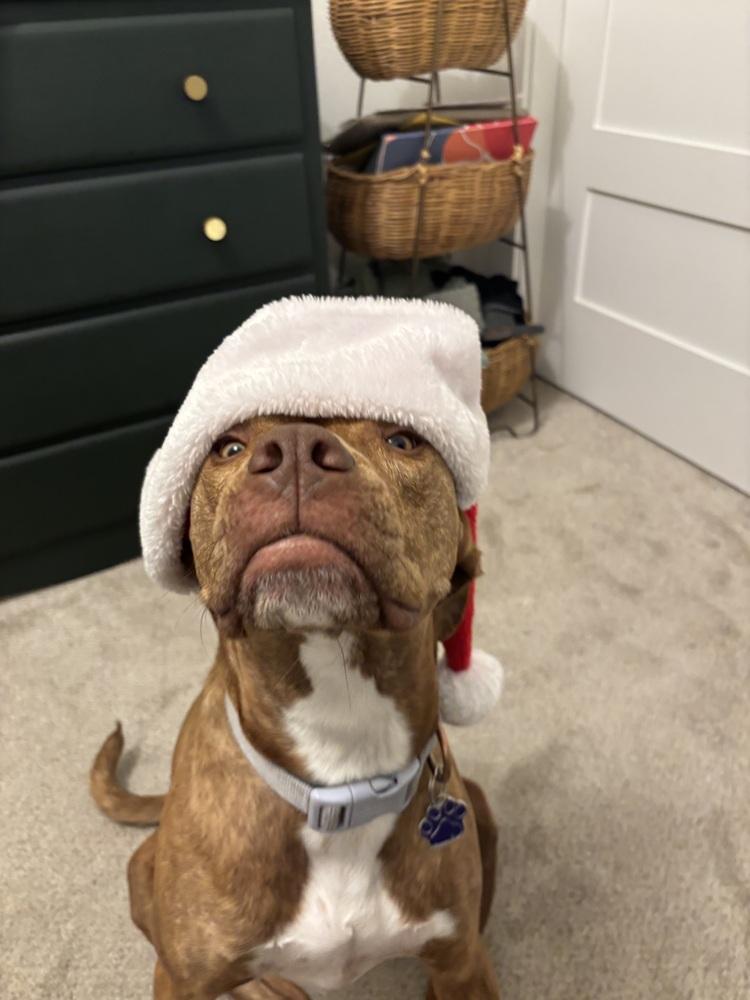 Emby, a Adoptable mixed breed in Denver, CO image 5/6