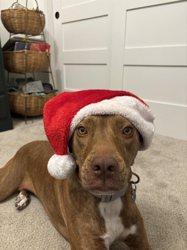 Emby, a Adoptable mixed breed in Denver, CO image 6/6