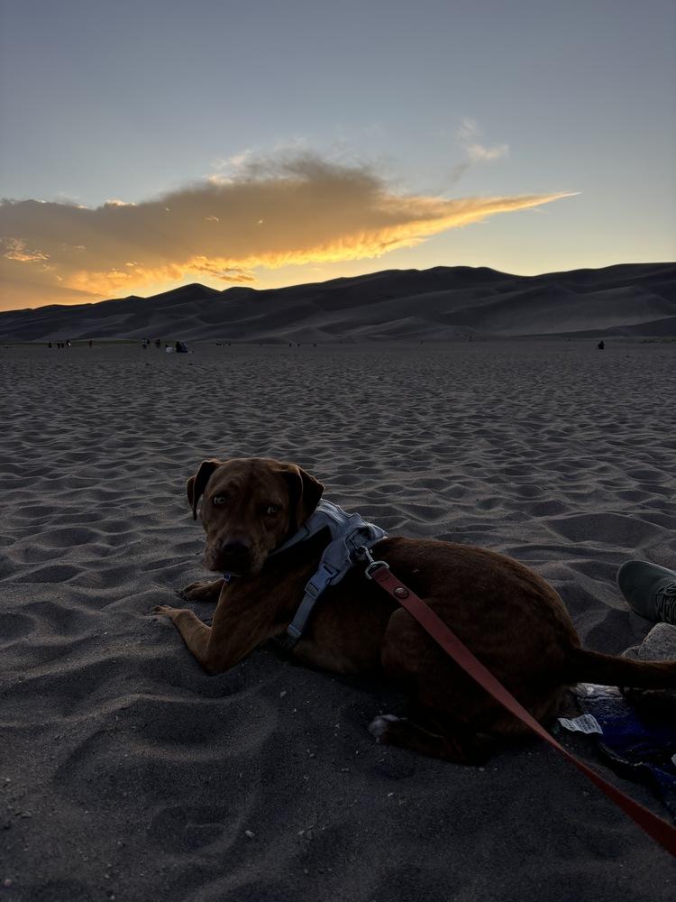Emby, a Adoptable mixed breed in Denver, CO image 6/6