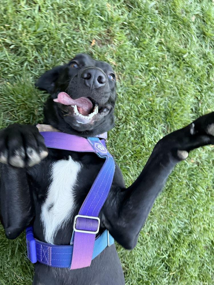 DiSalvatore / Forest, Adoptable, Young Female Labrador Retriever & Mixed Breed.