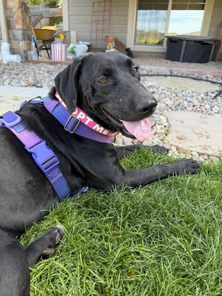 Enlarge DiSalvatore / Forest, a Adoptable mixed breed in Broomfield, CO image 4/6