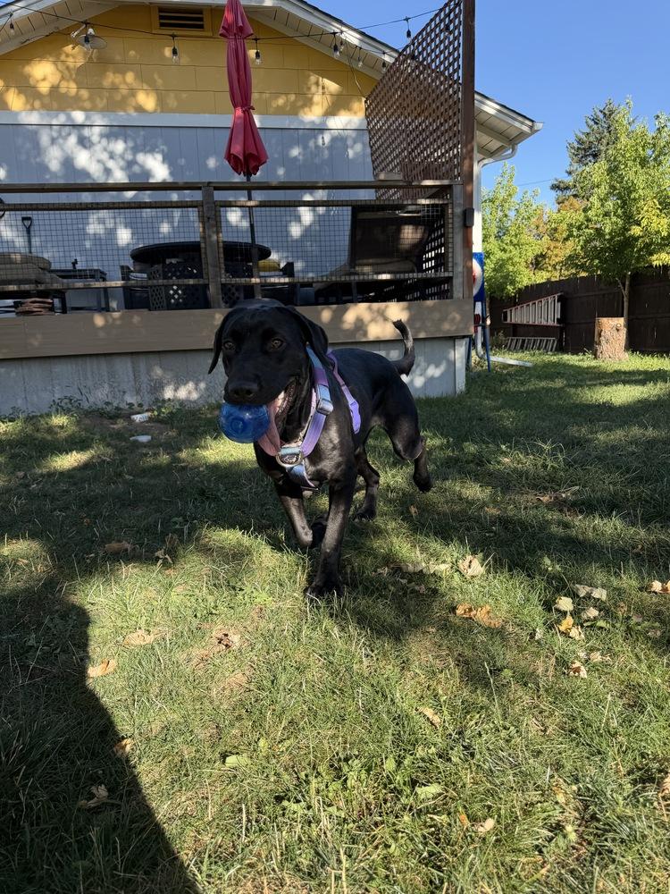 Enlarge DiSalvatore / Forest, a Adoptable mixed breed in Broomfield, CO image 5/6