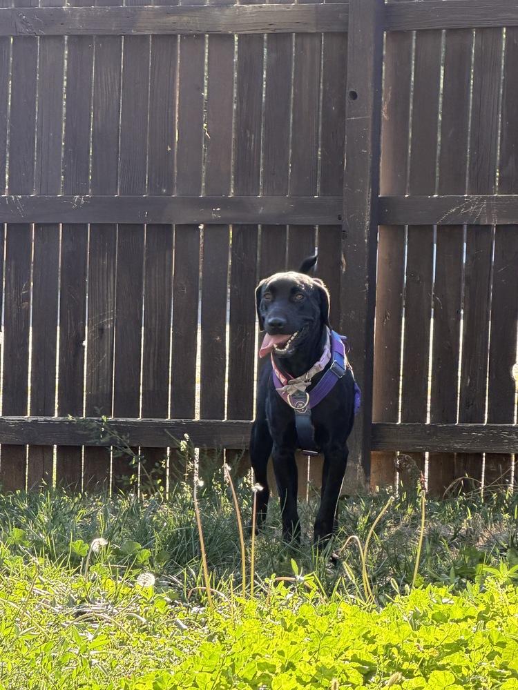 Enlarge DiSalvatore / Forest, a Adoptable mixed breed in Broomfield, CO image 6/6