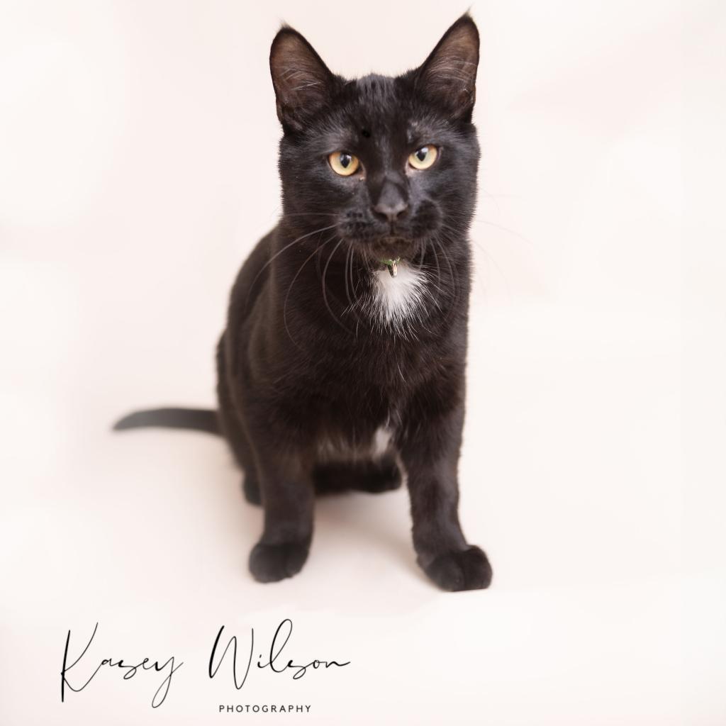 Enlarge Reese, a Adoptable Domestic Short Hair in Zimmerman, MN image 1/5