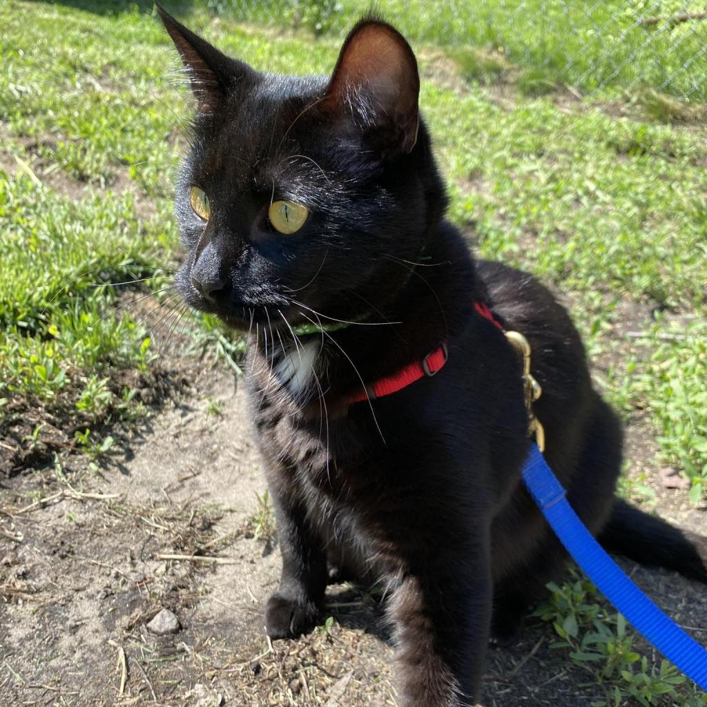 Enlarge Reese, a Adoptable Domestic Short Hair in Zimmerman, MN image 2/5