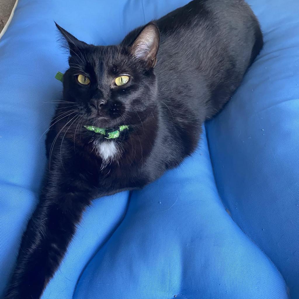 Enlarge Reese, a Adoptable Domestic Short Hair in Zimmerman, MN image 3/5
