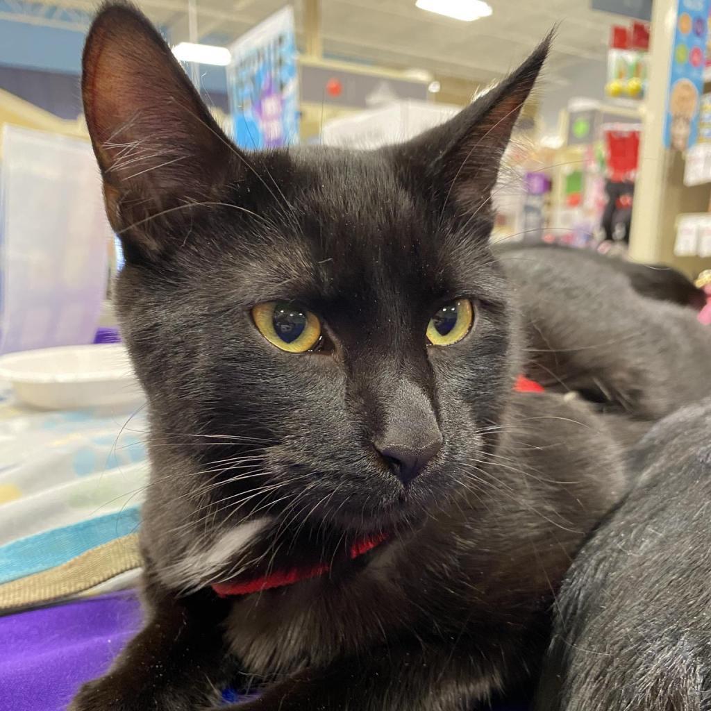 Enlarge Reese, a Adoptable Domestic Short Hair in Zimmerman, MN image 4/5