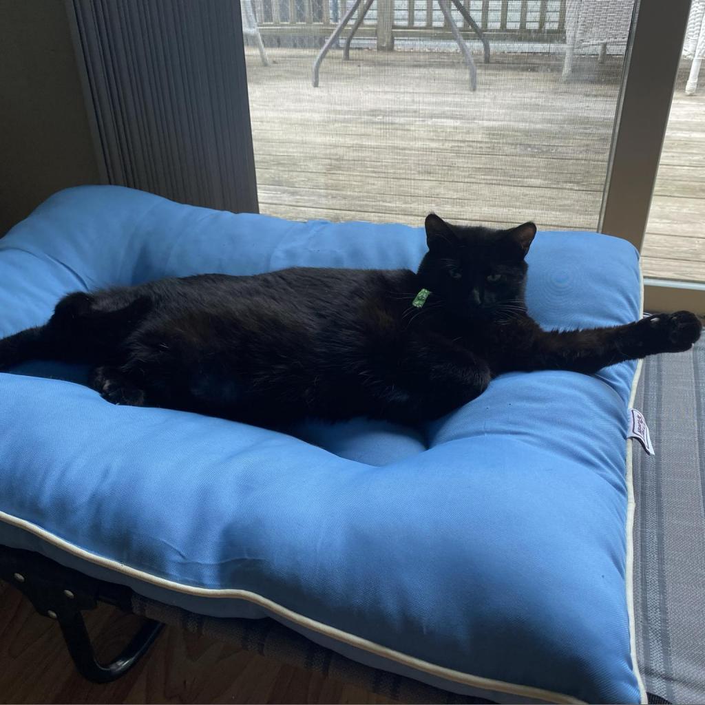 Enlarge Reese, a Adoptable Domestic Short Hair in Zimmerman, MN image 5/5