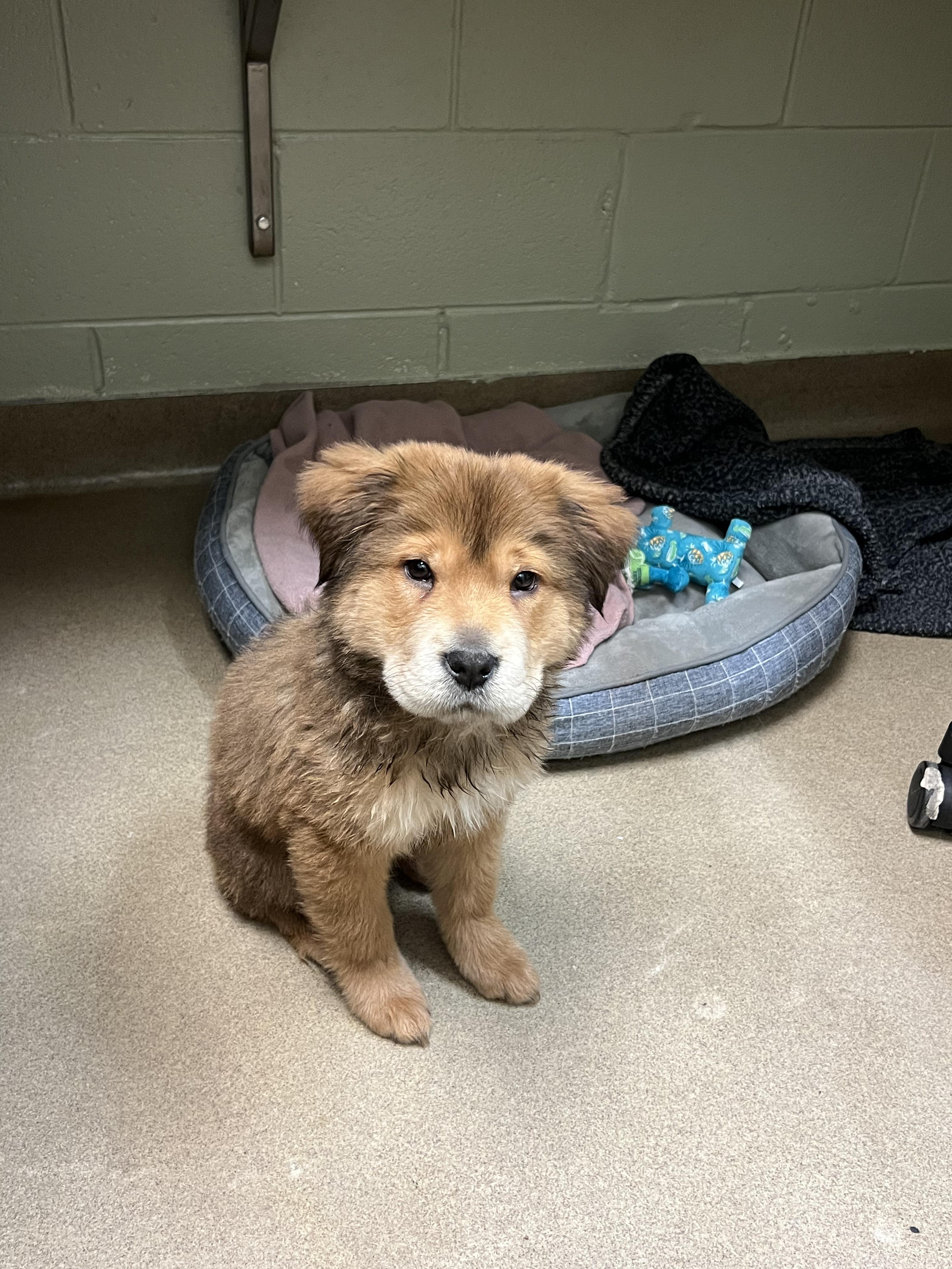 Enlarge Hermes, a Adoptable mixed breed in Fort Collins, CO image 2/6
