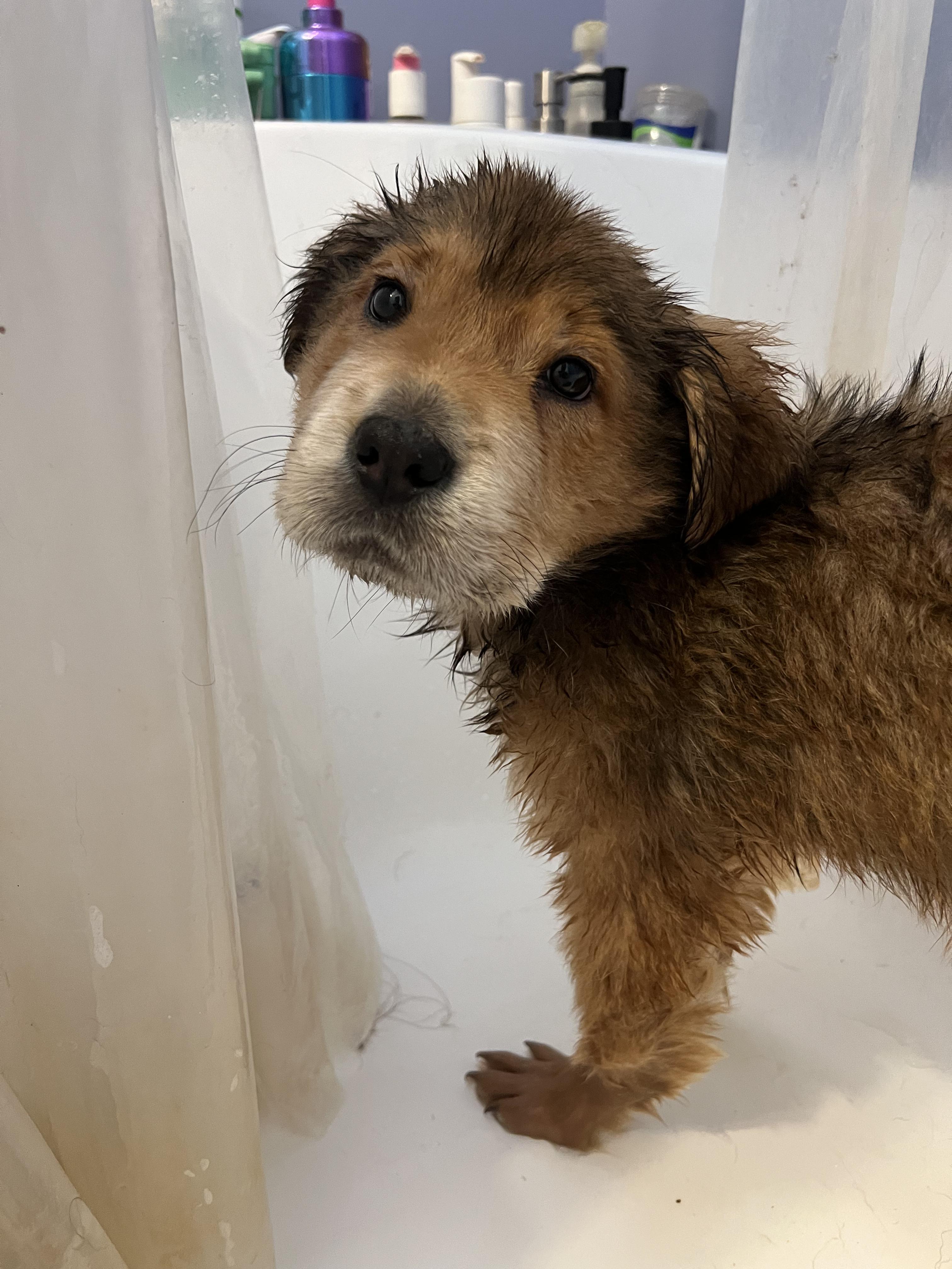 Enlarge Hermes, a Adoptable mixed breed in Fort Collins, CO image 5/6