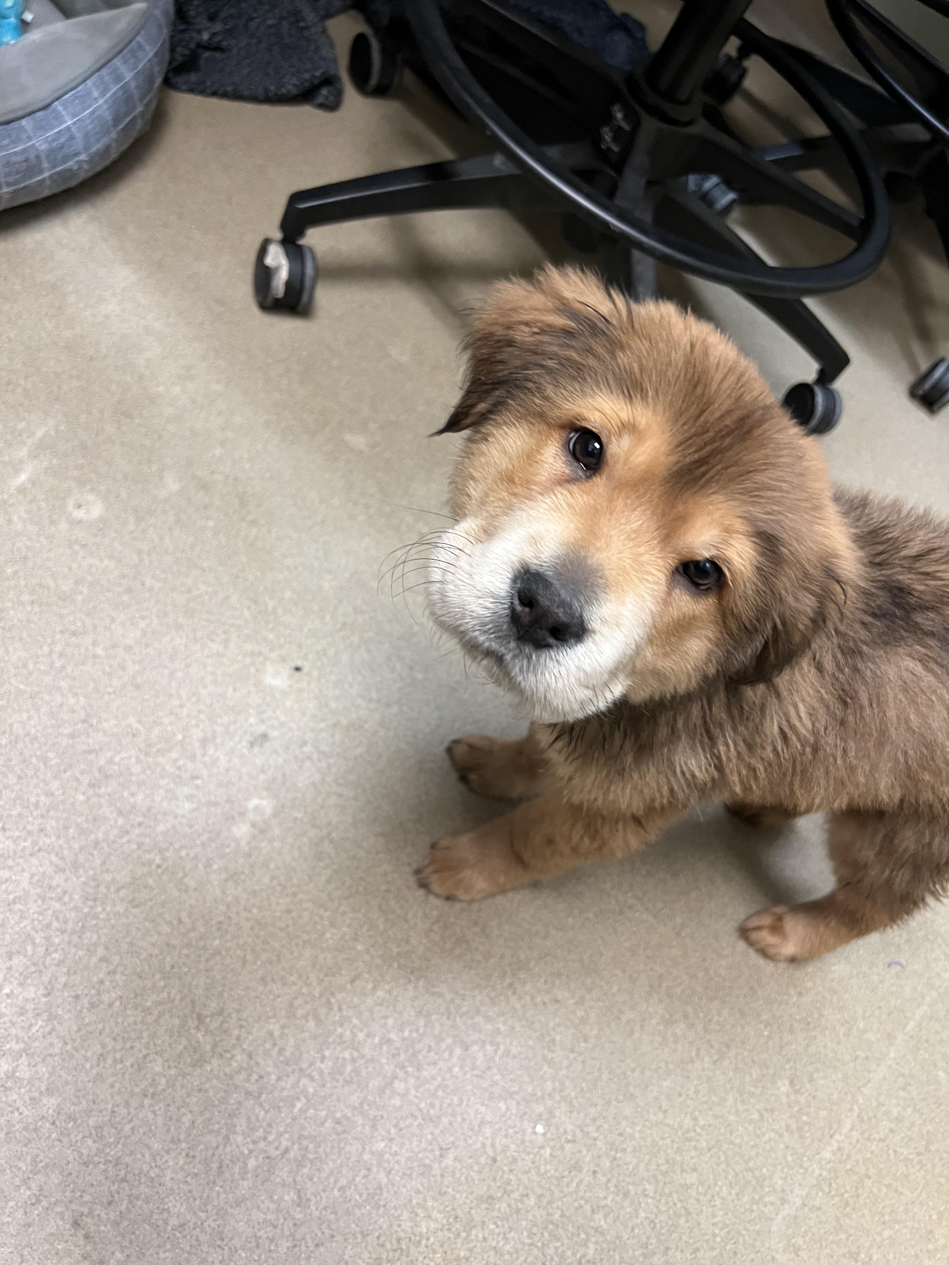 Enlarge Hermes, a Adoptable mixed breed in Fort Collins, CO image 3/6