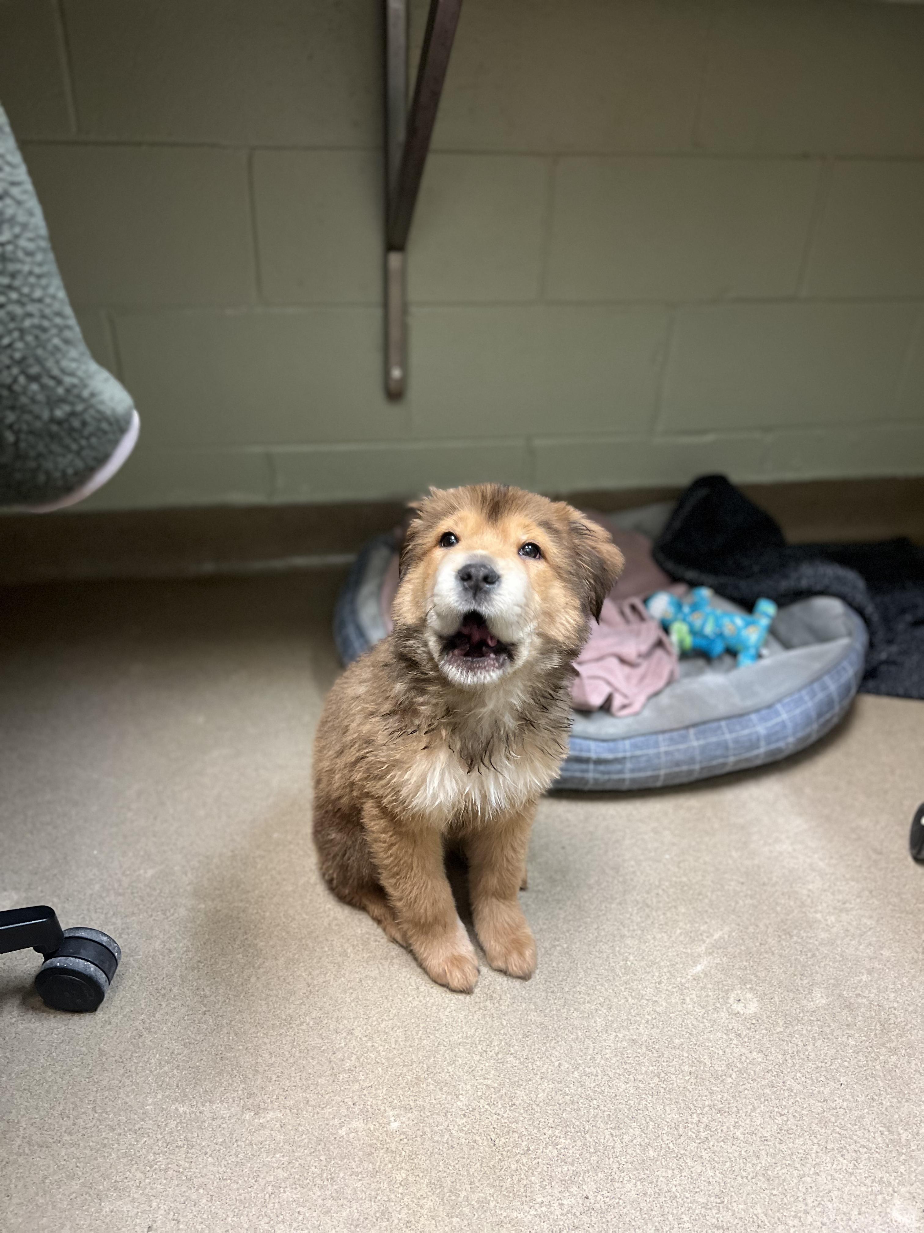 Enlarge Hermes, a Adoptable mixed breed in Fort Collins, CO image 4/6