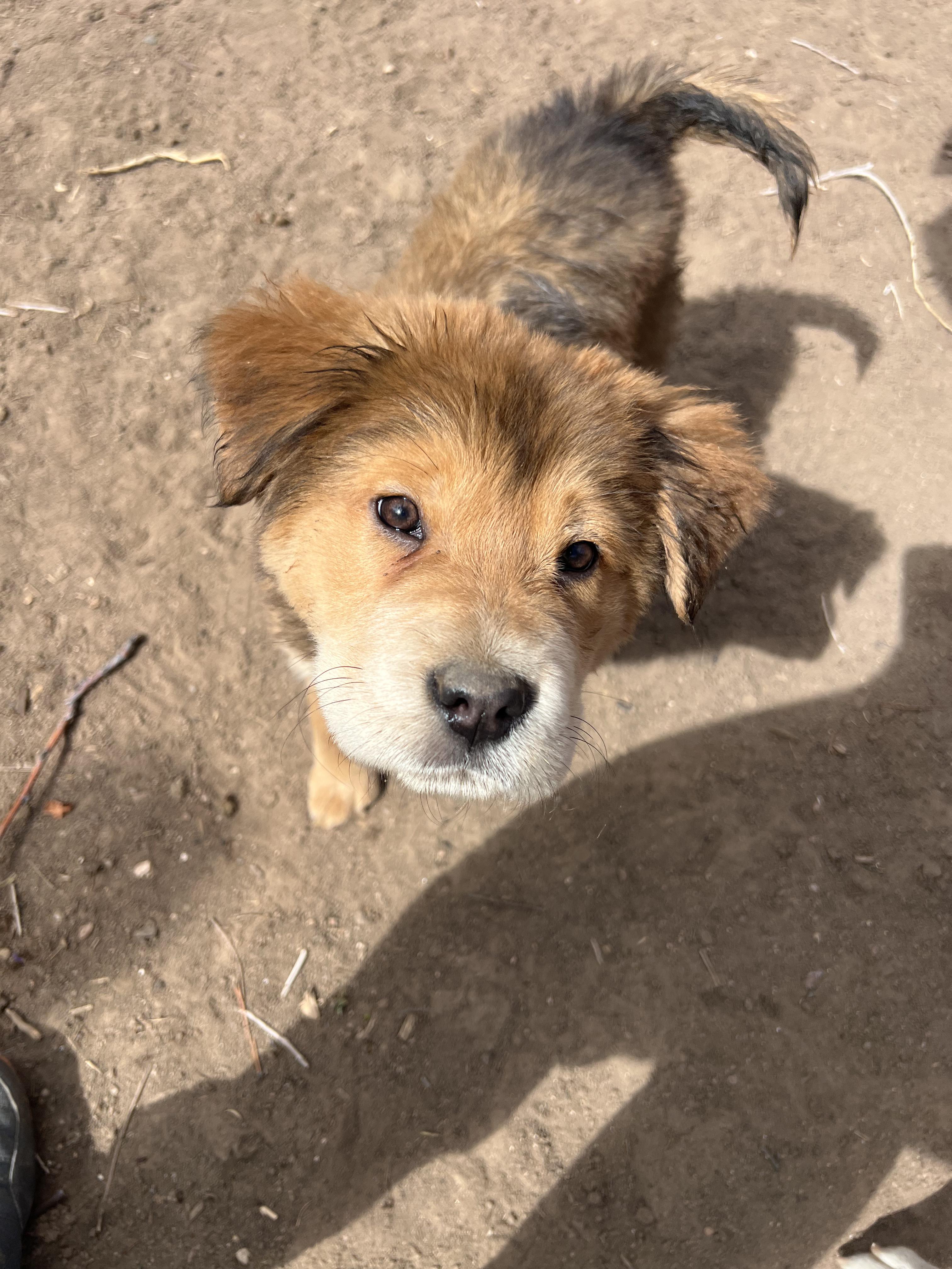 Enlarge Hermes, a Adoptable mixed breed in Fort Collins, CO image 6/6