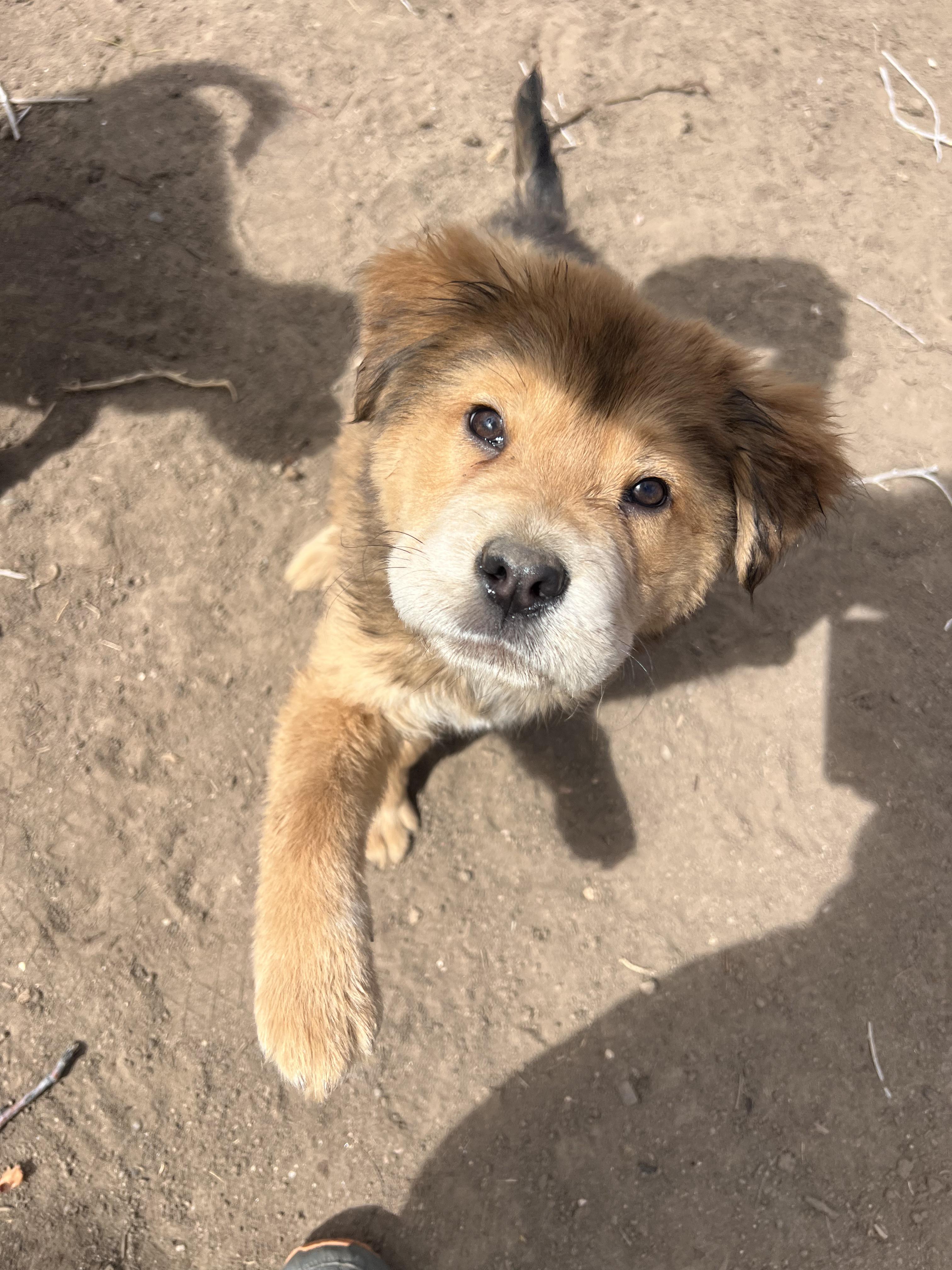 Hermes, Adoptable, Puppy Male Chow Chow.