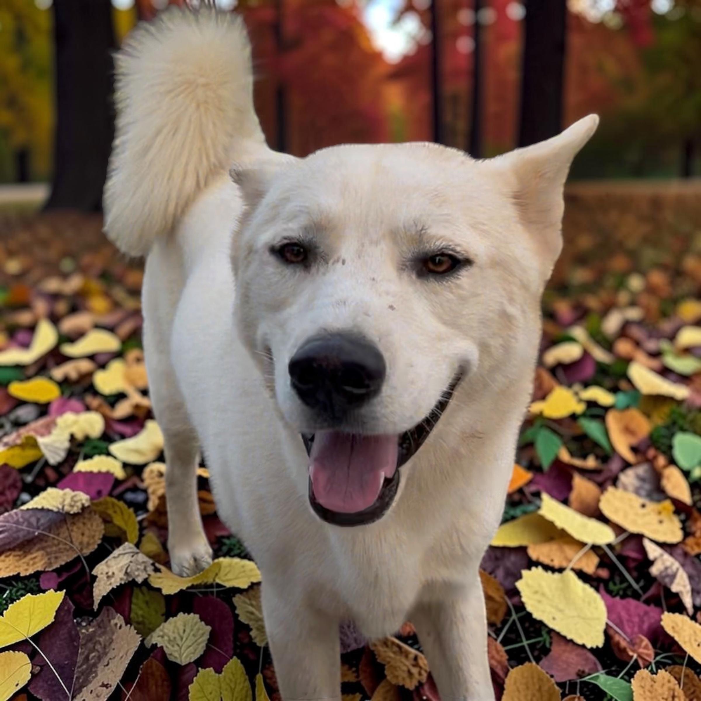 Enlarge Ghost, a Adoptable mixed breed in Athens, TN image 1/4