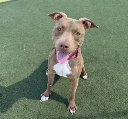 Enlarge RAINBOW, a Adoptable Pit Bull Terrier in Martinez, CA image 1/1