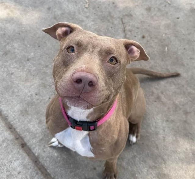RAINBOW, Adoptable, Adult Female Pit Bull Terrier.