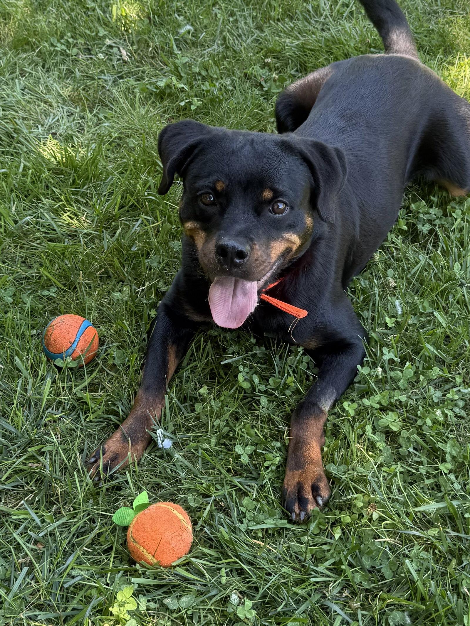 Kat, a Adoptable Rottweiler in Mooresville, NC image 1/3