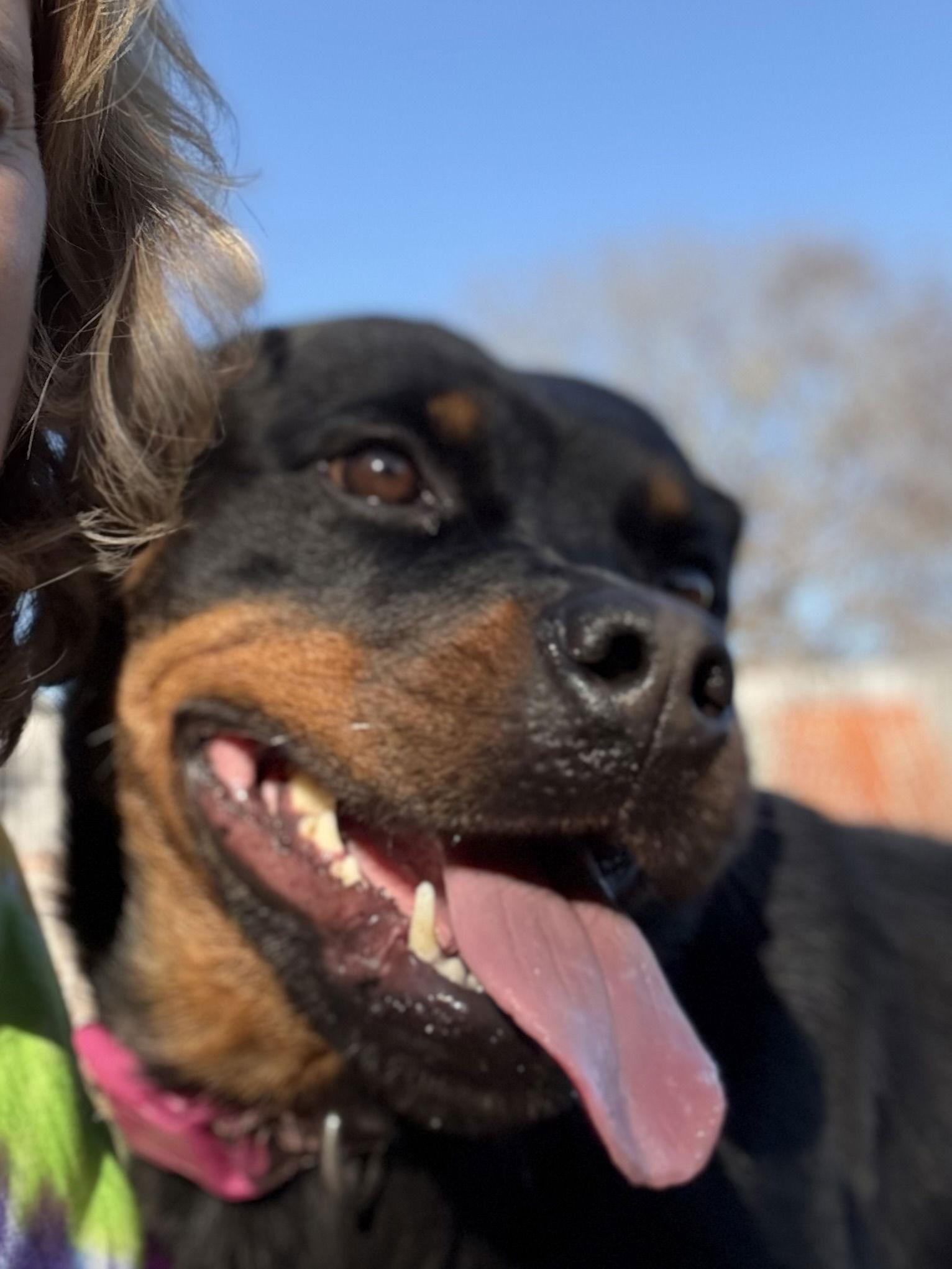 Enlarge Katara “Kat”, a Adoptable Rottweiler in Mooresville, NC image 1/3