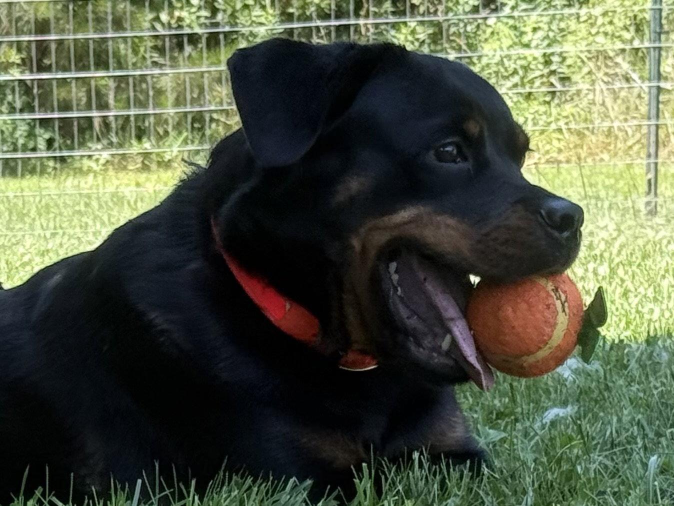 Kat, a Adoptable Rottweiler in Mooresville, NC image 3/3