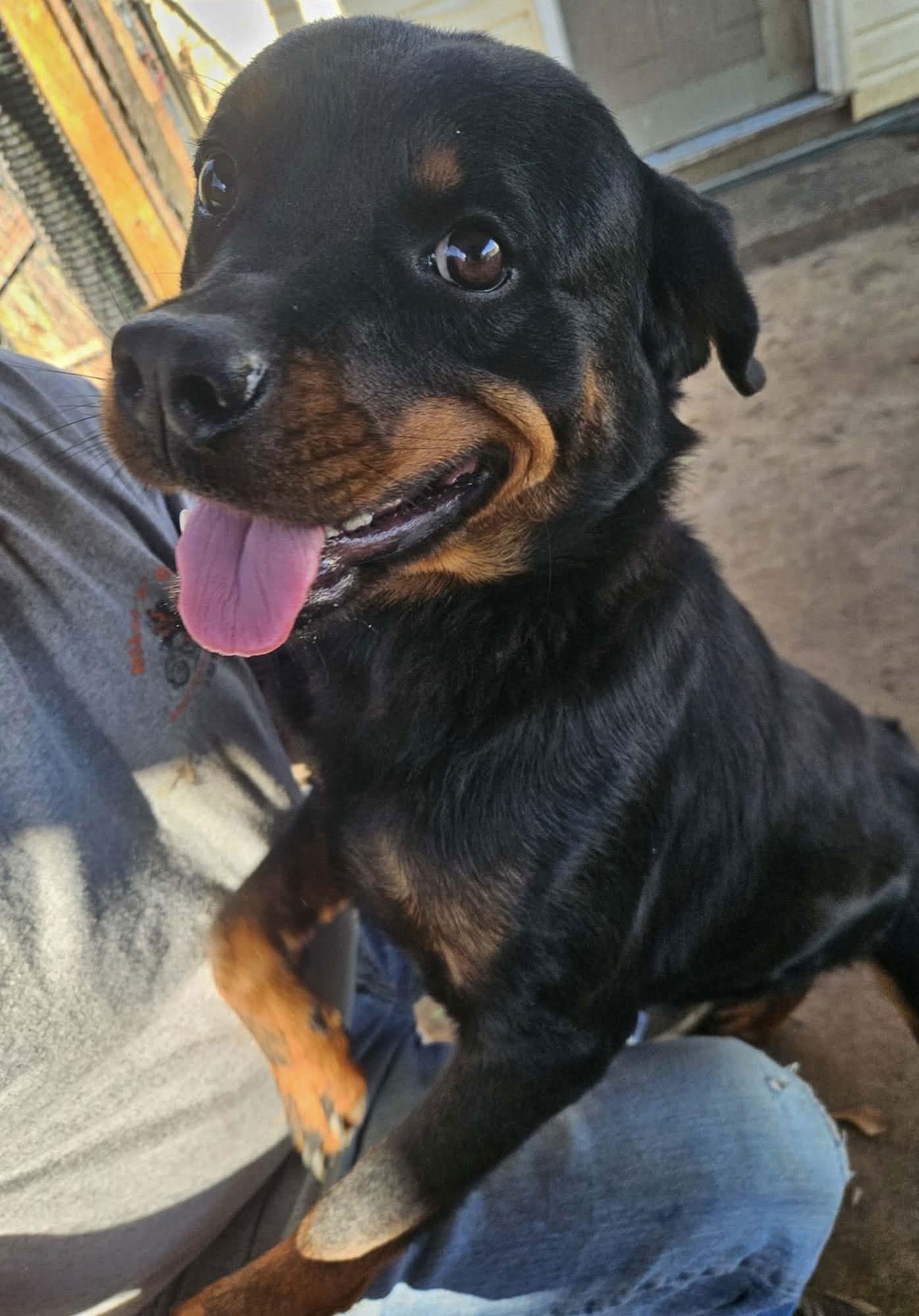 Enlarge Katara “Kat”, a Adoptable Rottweiler in Mooresville, NC image 2/3
