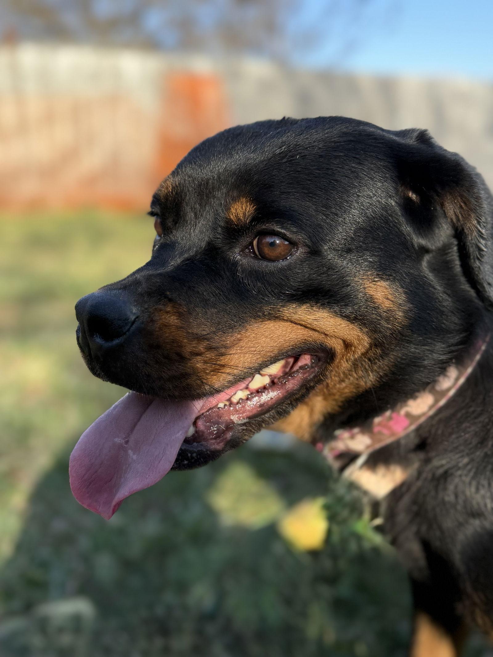 Enlarge Katara “Kat”, a Adoptable Rottweiler in Mooresville, NC image 3/3