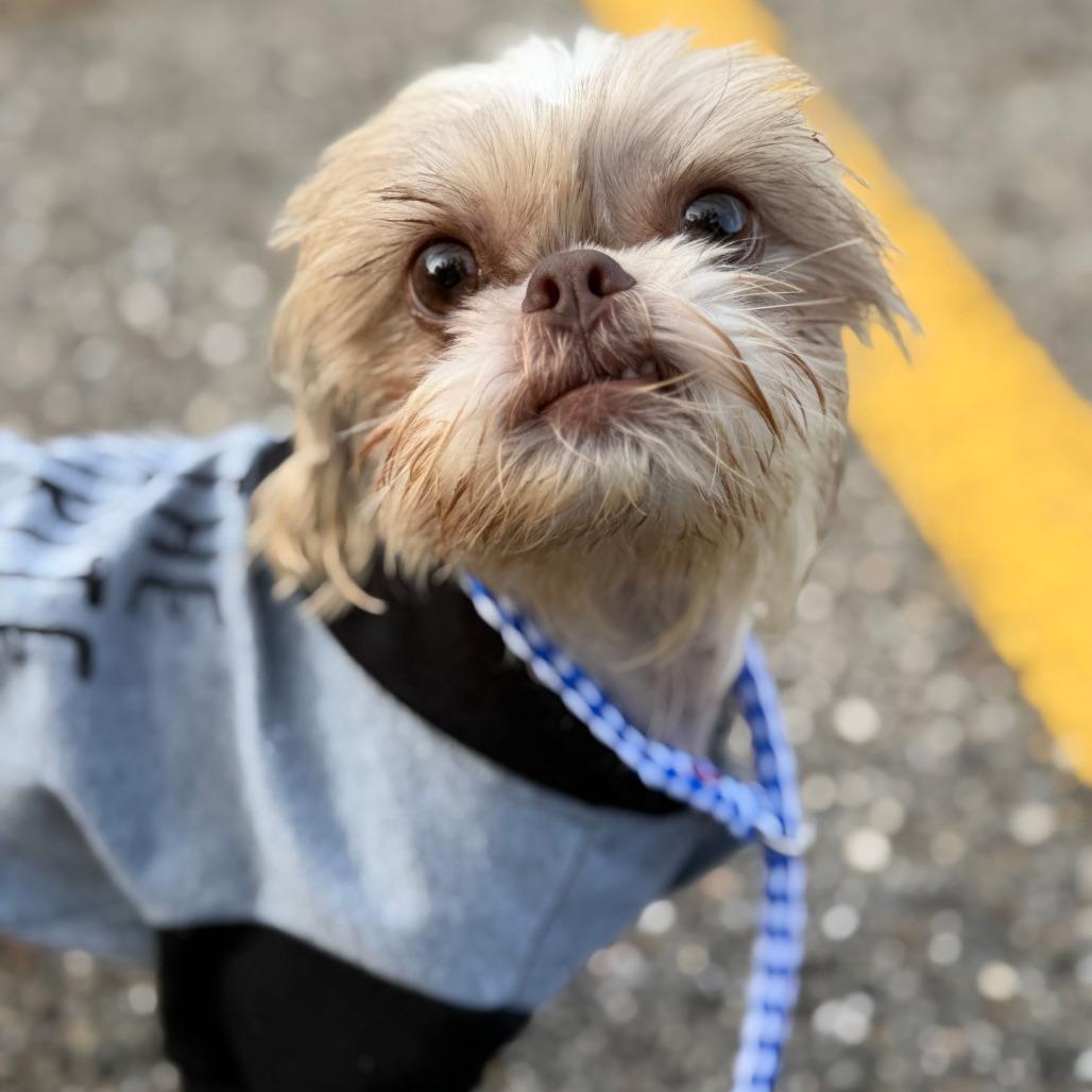 Abigail, Adoptable, Adult Female Shih Tzu.