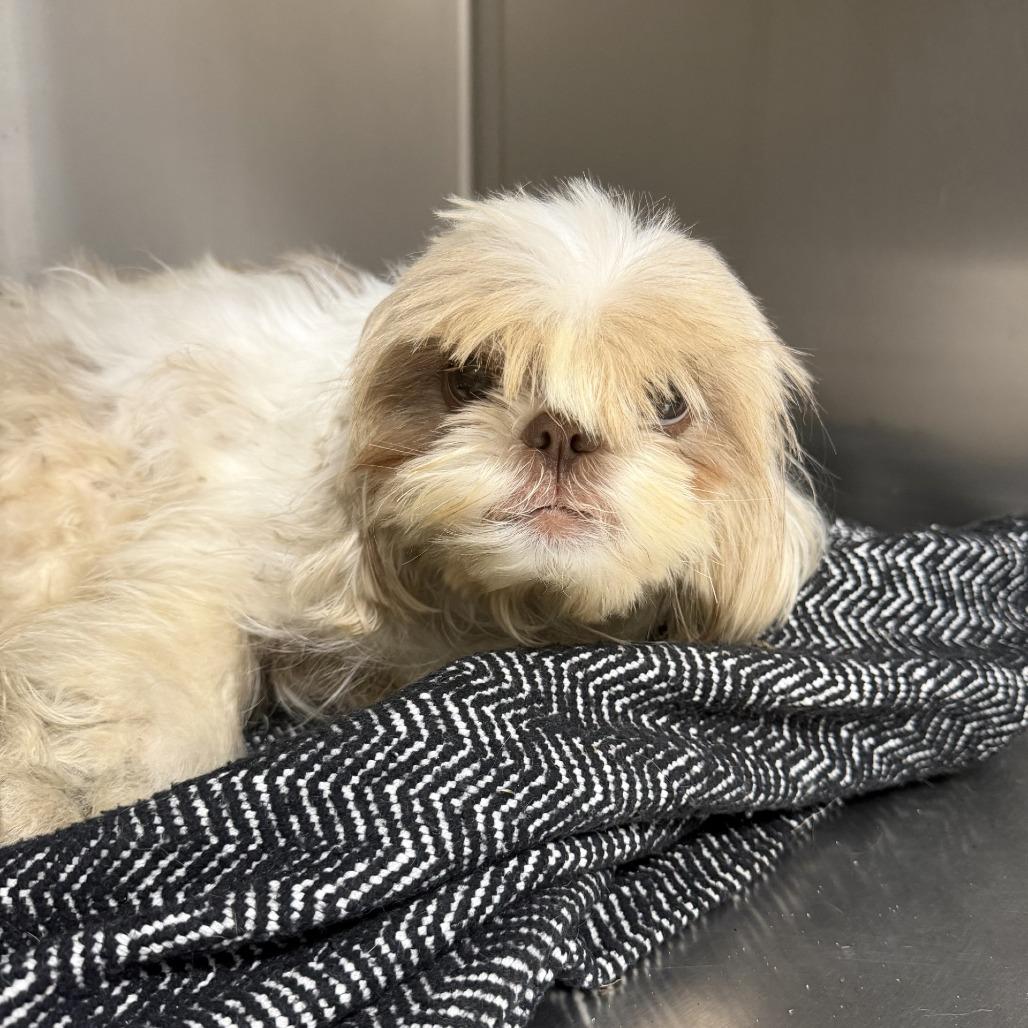 Enlarge Abigail, a Adoptable Shih Tzu in Grand Rapids, MI image 2/2