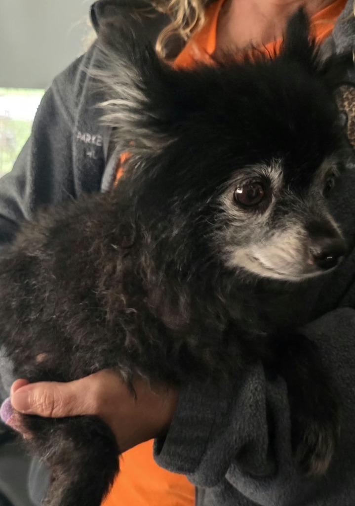 Bandit, Adopted, Senior Male Pomeranian.