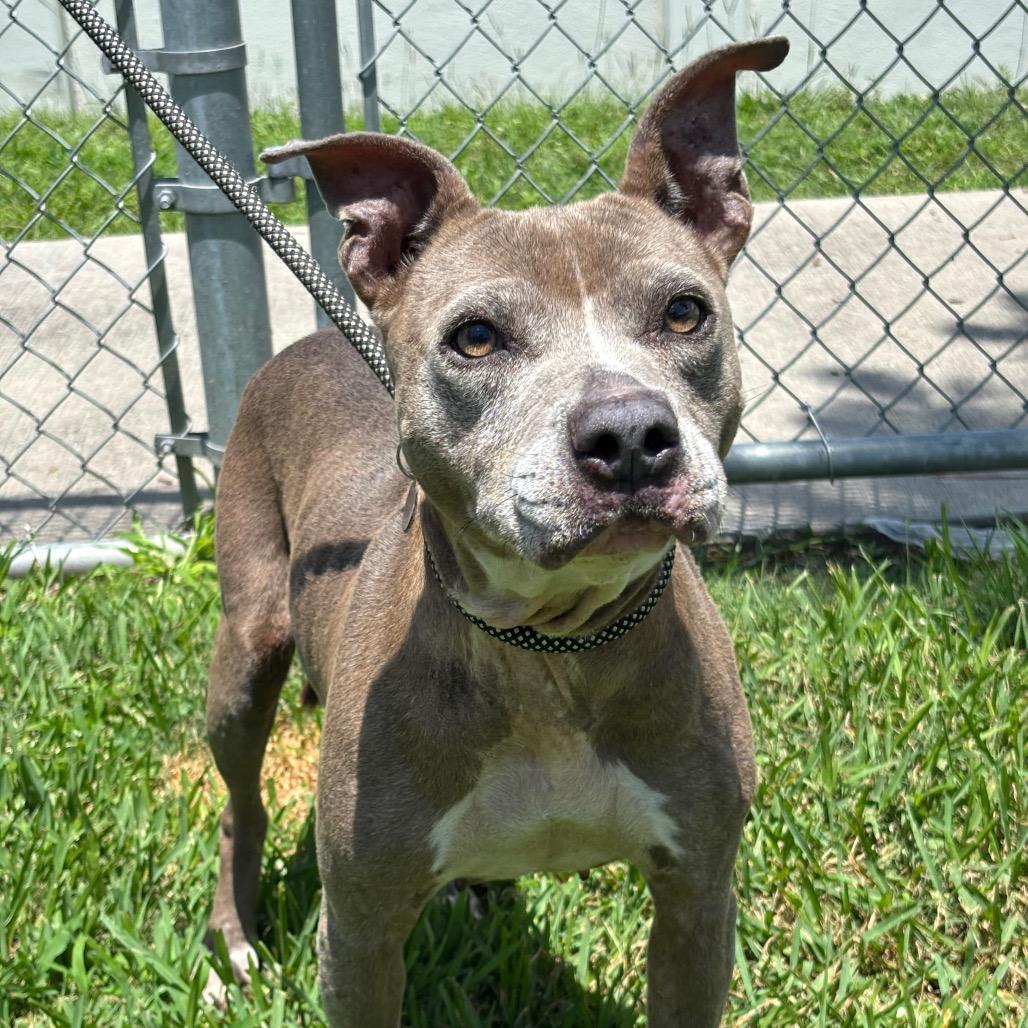 Valentina, Adoptable, Senior Female Pit Bull Terrier & Mixed Breed.