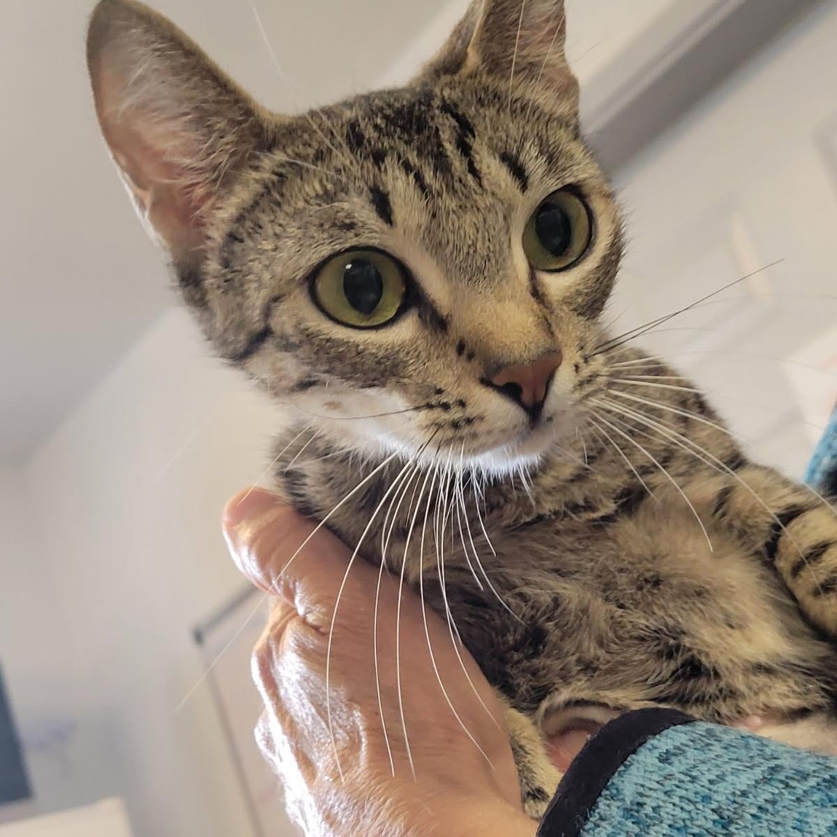 Egypt, Adoptable, Adult Female Domestic Short Hair.