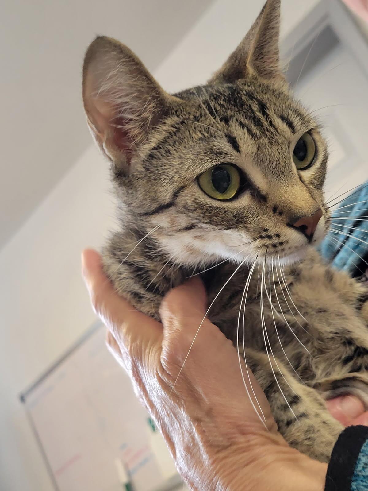 Egypt, a Adoptable mixed breed in Eureka, CA image 2/2