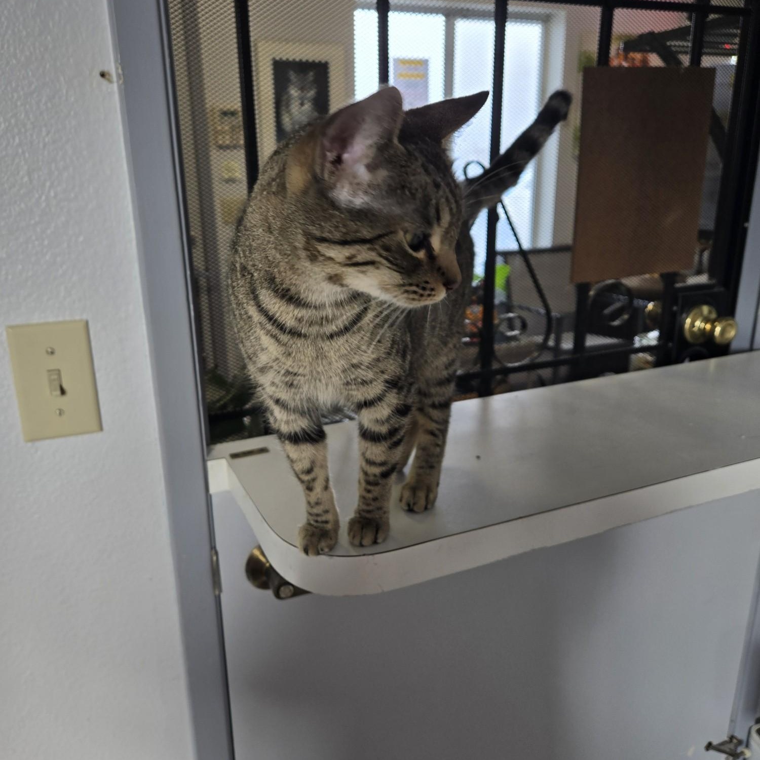 Egypt, Adoptable, Adult Female Domestic Short Hair.