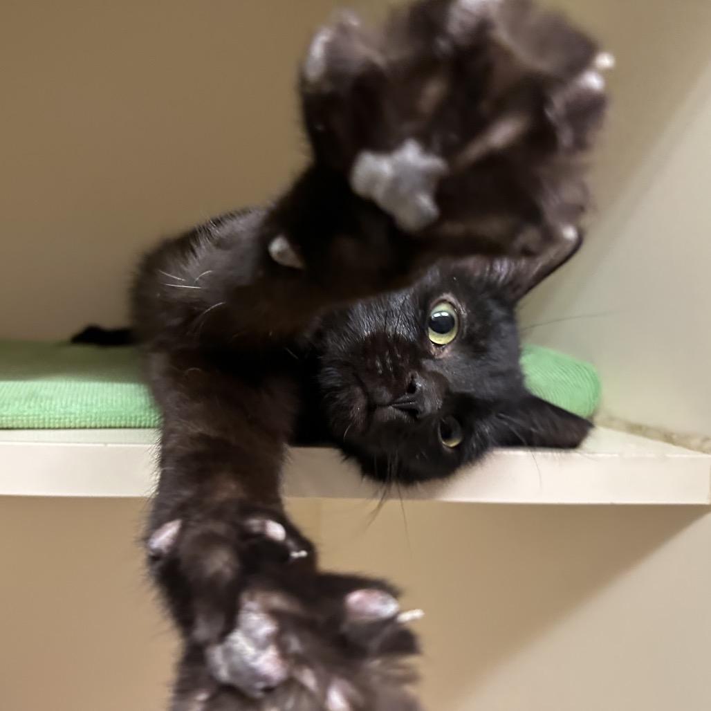 Jack Frost, Adoptable, Young Male Domestic Short Hair.