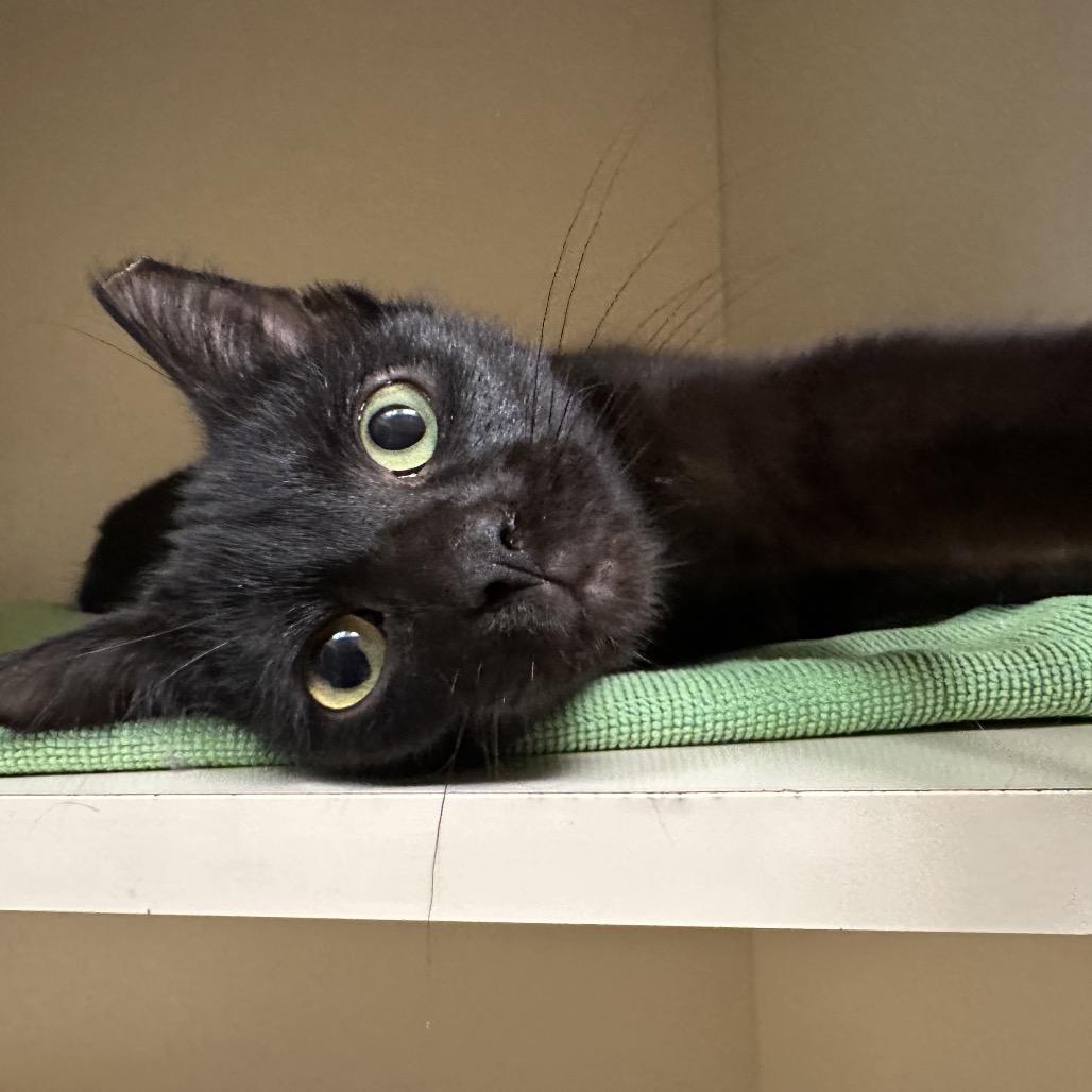 Jack Frost, a Adoptable Domestic Short Hair in Dayton, OH image 2/6